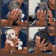 4 puppies in need of a home!